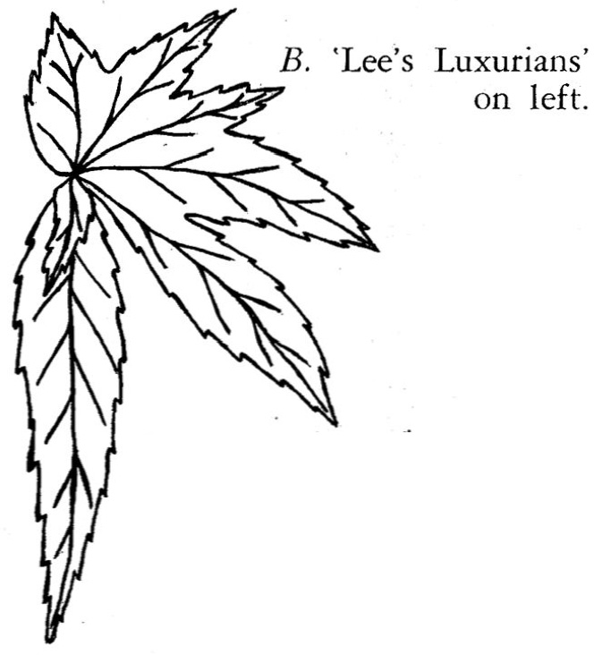 B. ‘Lee's Luxurians’